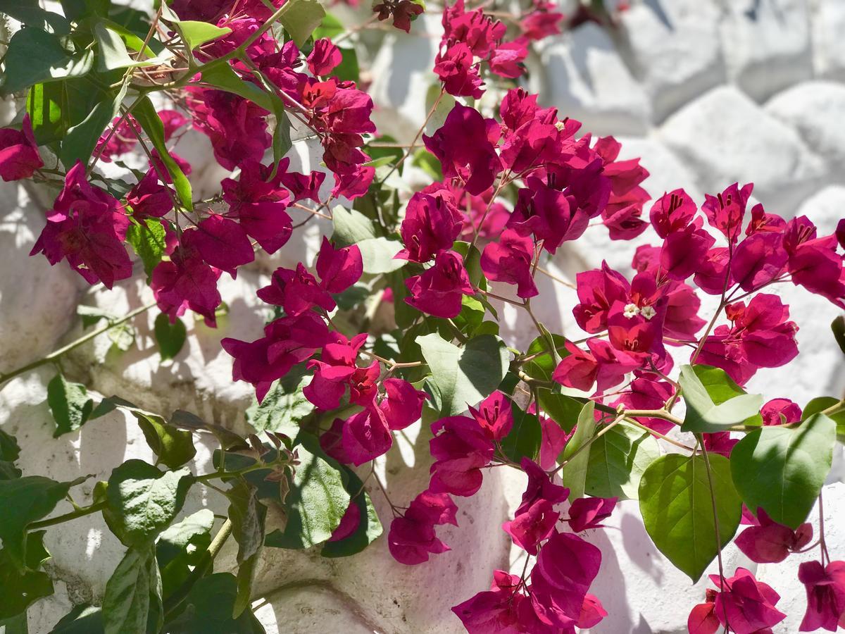 Grace Valley Otel Arequipa Dış mekan fotoğraf
